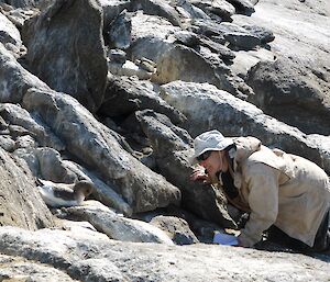 An expeditioner is bent over in a bird colony of Antarctic petrels, looking for birds with devices attached to them from last summer. There is a bird on a nest in front of her.