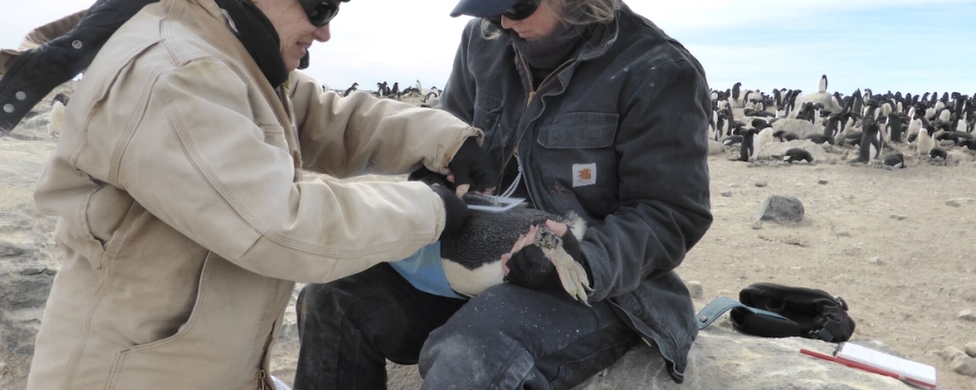 A expeditioner sitting on a rock with the Adélie penguin across her lap, while Anna is gluing a satellite tracker onto the pneugins lower back. The penguin colony is behind them.