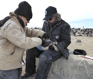 A expeditioner sitting on a rock with the Adélie penguin across her lap, while Anna is gluing a satellite tracker onto the pneugins lower back. The penguin colony is behind them.