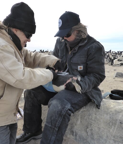 A expeditioner sitting on a rock with the Adélie penguin across her lap, while Anna is gluing a satellite tracker onto the pneugins lower back. The penguin colony is behind them.