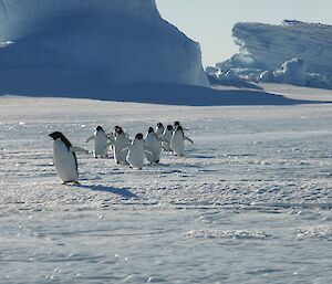 There is a line of Adélie penguins walking on the sea-ice towards the camera. Behind them are several blue icebergs frozen into the sea-ice.