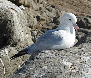 A southern Fulmar petrel is sitting on a rock looking very relaxed. Behind the bird are rocks covered in bird guano.