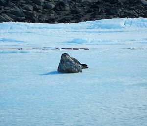 A Weddell seal is lying on the sea ice, about 25 metres from shore, raising its head towards the camera. You can see its cat-like face, big slug-shaped body and speckled underside.