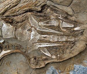 A mumified elephant seal flipper, where the skeleton has been exposed, is lying on the ground.