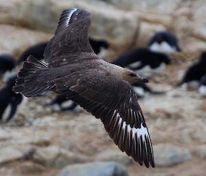 A skua is flying in an Adélie penguin colony. In the background are penguins sitting on nests.
