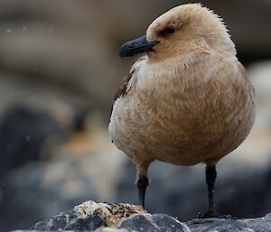 A skua is in the penguin colony, looking for feeding opportunities