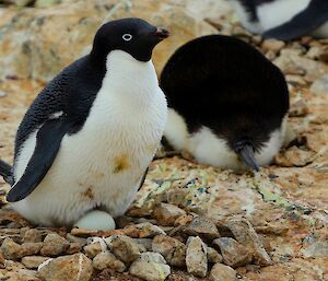 An Adélie penguin is sitting on its nest, incubating its eggs. Only one of which is visible.