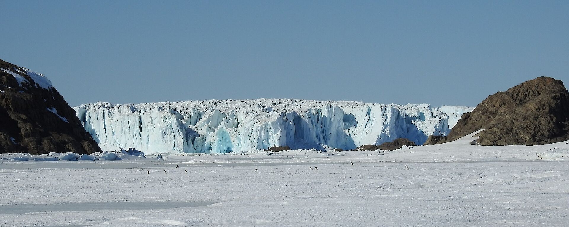 An Adélie penguin is standing on the sea-ice. In the background is a large glacier.