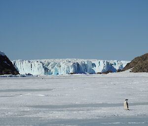 An Adélie penguin is standing on the sea-ice. In the background is a large glacier.