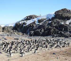 A small colony of nesting Adélie penguins, on a rocky and icy island. The automatic weather station is seen in the background on a ridge.