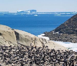 An Adélie breeding colony is seen in the foreground. In the background is the open ocean with large icebergs on the horizon.