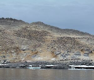 An island covered by breeding Adelie penguins.