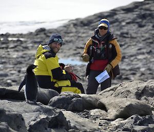 An Adelie penguin comes visits Billy and Marcello to see what they are doing.