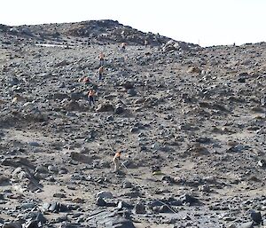 People spaced a distance apart on a hill hauling a long cable.