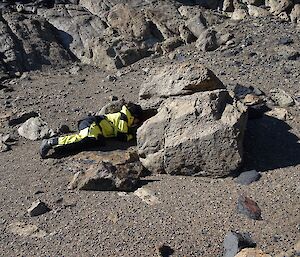 An expeditioner lies on her belly looking under a boulder for nesting snow petrels.