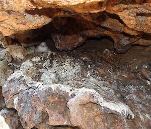 A snow petrel is sitting on its nest, in a crevice, under a boulder.