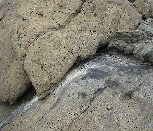 White spray patterns and dark stains on the rocks are the indicators of snow petrels nesting in the crevices.