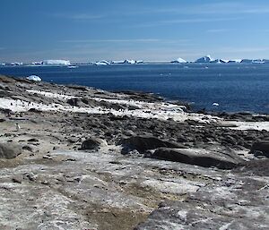 A view from the high point of Gardner Island, looking out over the island with penguins, onto the icebergs on the horizon.