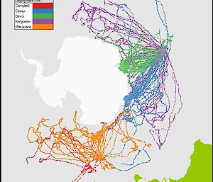 A map of seal tracks showing where the animals are feeding around Antarctica, the Pacific and Indian Oceans.