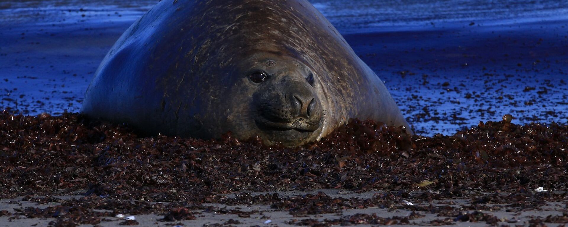 A male southern elephant seal lies on the beach having just emerged from the water. He is here to moult.