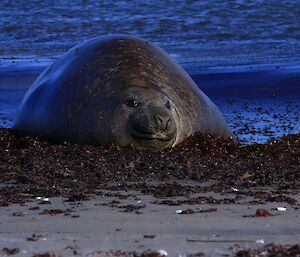 A male southern elephant seal lies on the beach having just emerged from the water. He is here to moult.