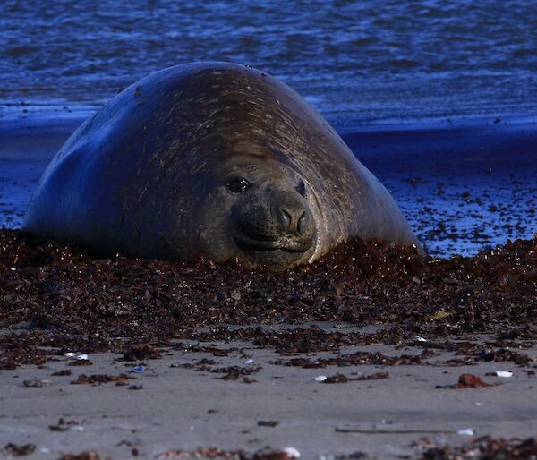 A male southern elephant seal lies on the beach having just emerged from the water. He is here to moult.