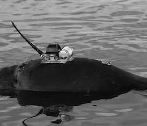 An elephant seal’s head is above the water. On it’s head there is a sensor attached to the fur. This collects oceanographic data.