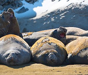 Elephant seals are lined up in a wallow. You can see their skin and fur and shedding.