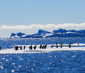 Adélie penguins standing out on an ice floe, surrounded by crystal blue water with icebergs on the horizon.