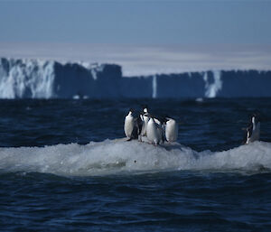 Some Adélie penguins are standing on a small piece of sea-ice (a bergy bit), resting. In the background are the ice cliffs of the Sørsdal Glacier.