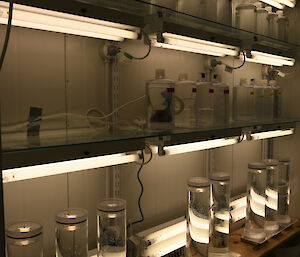 Inside a cold room with many glass cylinders full of seawater and plankton, involved in experiments.