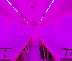 The hydroponics channels are bathed in magenta light which is optimal for growing conditions.