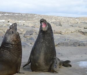 Two large male elephant seals, sitting up and opening their mouths at each other in a display of dominance.