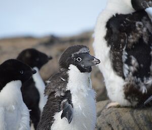 Four Adélie penguins are seen in different stages of moult. The main one in the photo is looking very shabby with old feathers shed over new feathers.