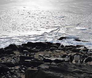 Adelie penguins are moulting with the seaice of Heidemann Bay seen in the background.