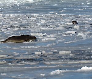 An elephant seal is lying on top of the sea-ice while a second one is in the water below, poking its head up to breathe.