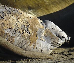 The head of the elephant seal is clearly undergoing moult. The layer of skin and hair is being shed, making it look scruffy and patchy.