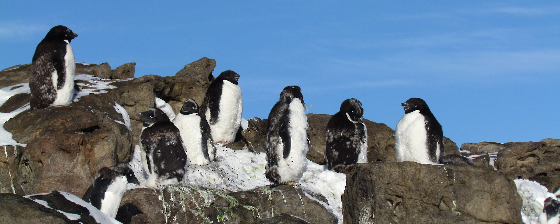Nine shabby Adélie penguins are standing around near some rocks, looking fluffy as they undergo the moult.