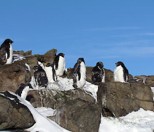 Nine shabby Adélie penguins are standing around near some rocks, looking fluffy as they undergo the moult.