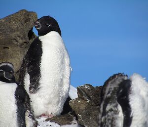 Adélie penguins looking fluffy as the new feathers below, push out the old feathers.