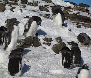 The last feathers the Adélie penguins lose are the ones hard to reach: around the head and neck, under the flippers and on the back.