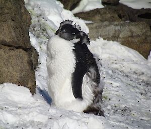 An Adélie penguin in quite a shabby state, swollen and old feathers falling out, revealing nice clean new feathers below.
