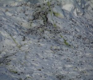 Moulted feathers and green guano on the snow, left by Adélie penguins.