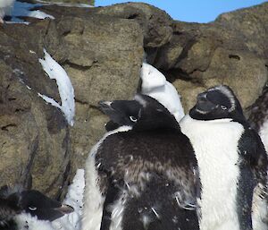 Adélie penguins with a mix of new and old feathers around their faces.