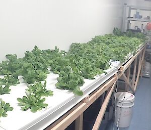 One room in the Hydroponics building containing lettuce, kale and herbs.