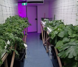 The beans, zucchini and tomato room. There is lots of green growth and trellis on the walls.