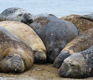 There is a row of six large elephant seals. One male can be seen coming in other the top of the group in an effort to push into the line of sleeping bodies.