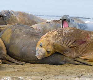 An elephant seal is straining with his flipper to reach the itchy skin on the top of this head.