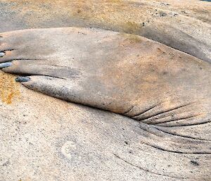 The flipper of an elephant seal with its five fingernails.