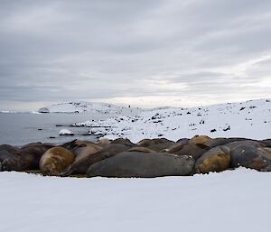 A group of elephant seals are all lying huddled together, surrounded by snow on the beach in front of station.